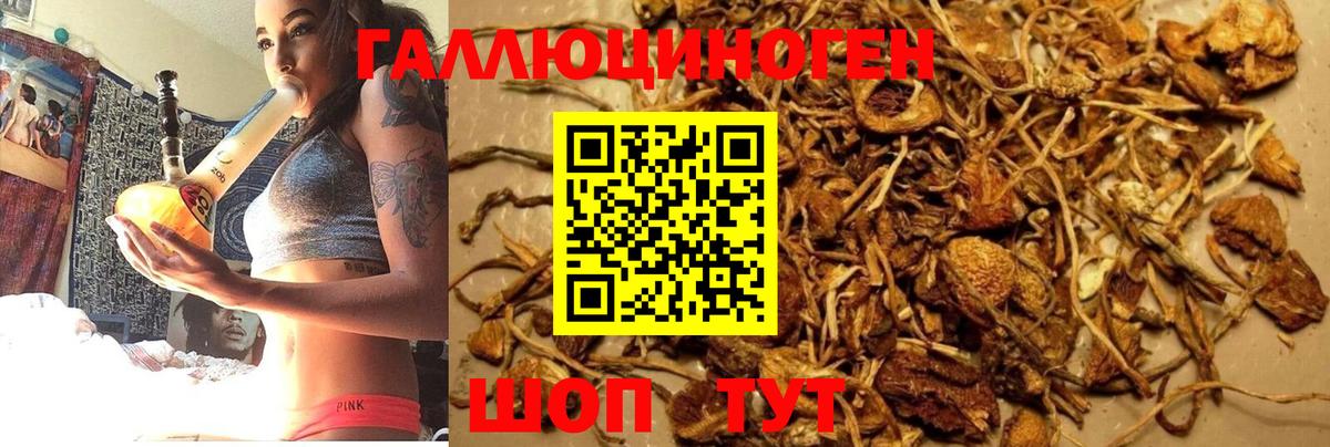 Галлюциногенные грибы Psilocybine cubensis Бугуруслан
